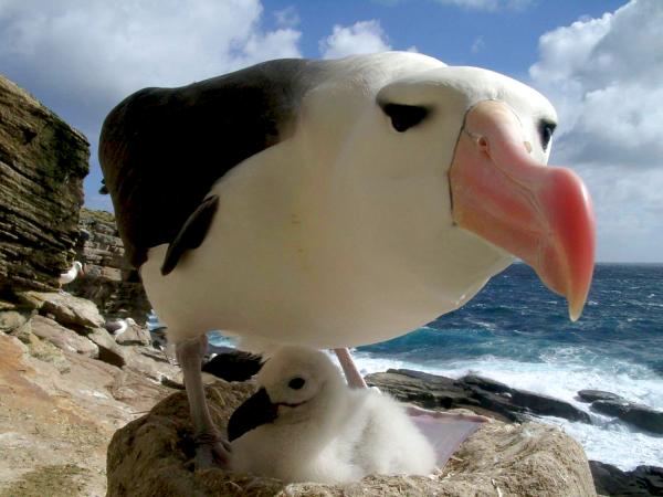 Día Mundial de los Albatros