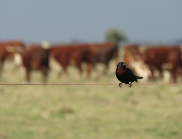 Fotografía: Alianza del Pastizal