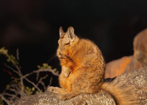 Chinchillón anaranjado