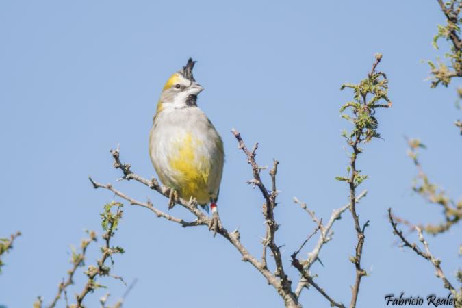 cardenal amarillo