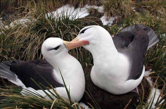 Pareja para toda la vida