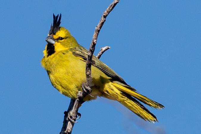 cardenal amarillo