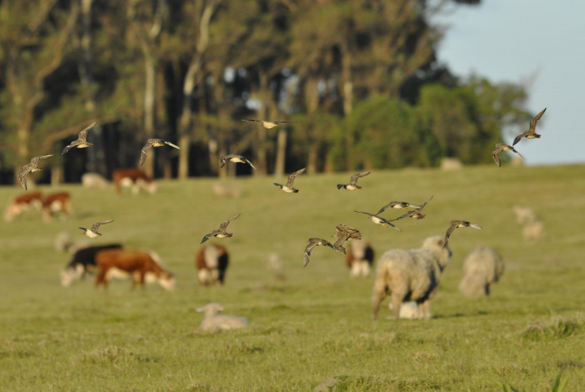 Alianza del Pastizal
