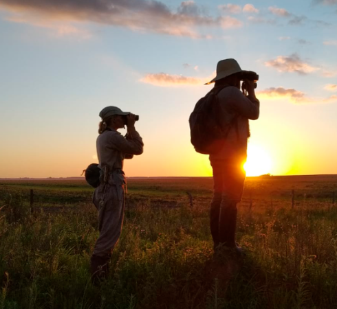 Voluntariado Tordo Amarillo 
