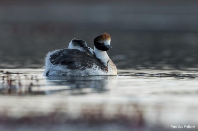 Proyecto Macá Tobiano.