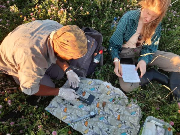 Guardianes de Colonia del Tordo Amarillo