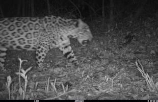 Un tigre en El Puente Verde