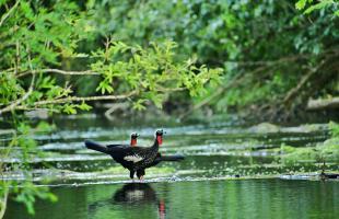  Yacutinga - Uruzú - Damián Lozano 