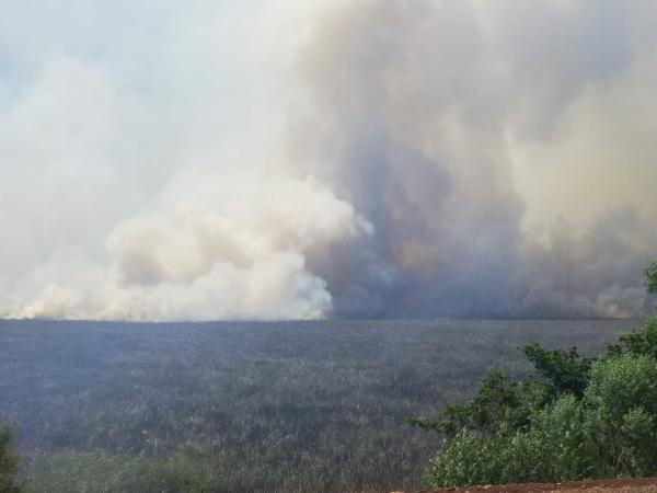Fotografía: Proyecto Tordo Amarillo